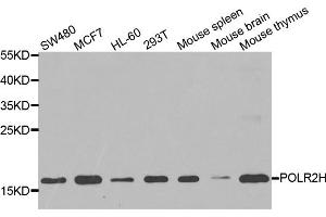 Western blot analysis of extracts of various cell lines, using POLR2H antibody. (POLR2H 抗体)