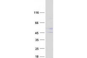 Western Blotting (WB) image for UDP-GlcNAc:BetaGal beta-1,3-N-Acetylglucosaminyltransferase 2 (B3GNT2) protein (Myc-DYKDDDDK Tag) (ABIN2715122)
