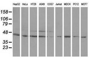 Image no. 2 for anti-Ornithine Decarboxylase 1 (ODC1) antibody (ABIN1499910) (ODC1 抗体)