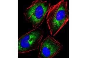 Immunofluorescence (IF) image for anti-Killer Cell Lectin-Like Receptor Subfamily C, Member 1 (KLRC1) (AA 180-206), (C-Term) antibody (ABIN652569)