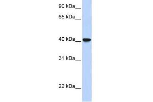 WB Suggested Anti-SIGLEC6 Antibody Titration:  0. (SIGLEC6 抗体  (Middle Region))