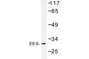 Image no. 1 for anti-E74-Like Factor 5 (Ets Domain Transcription Factor) (ELF5) antibody (ABIN272261) (ELF5 抗体)