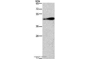 Western blot analysis of 231 cell, using AGER Polyclonal Antibody at dilution of 1:750 (RAGE 抗体)
