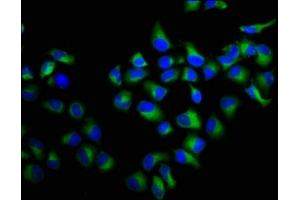Immunofluorescence staining of Hela cells with ABIN7167390 at 1:100, counter-stained with DAPI. (rala 抗体  (AA 1-203))