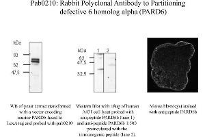 Image no. 1 for anti-Par-6 Partitioning Defective 6 Homolog beta (PARD6B) (N-Term) antibody (ABIN347091) (PARD6B 抗体  (N-Term))