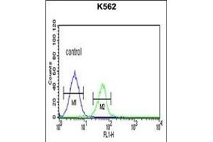PLA2G4B Antibody (Center) (ABIN651112 and ABIN2840078) flow cytometric analysis of K562 cells (right histogram) compared to a negative control cell (left histogram). (PLA2G4B 抗体  (AA 396-424))