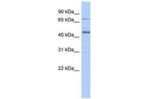 Image no. 1 for anti-Ubiquitin Specific Peptidase 12 (USP12) (AA 107-156) antibody (ABIN6743892) (USP12 抗体  (AA 107-156))