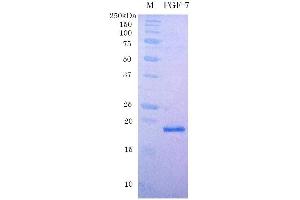 SDS-PAGE (SDS) image for Fibroblast Growth Factor 7 (FGF7) (Active) protein (ABIN2452198)