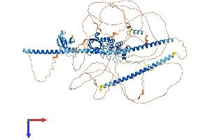 PPP1R13B Protein (AA 1-1090) (His tag)