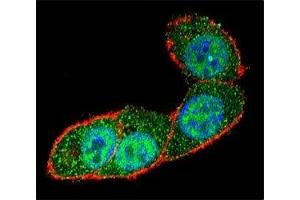 Confocal immunofluorescent analysis of SMAD3 antibody with HeLa cells followed by Alexa Fluor 488-conjugated goat anti-rabbit lgG (green). (SMAD3 抗体  (AA 127-156))