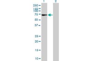 Western Blot analysis of FSD1 expression in transfected 293T cell line by FSD1 MaxPab polyclonal antibody. (FSD1 抗体  (AA 1-496))