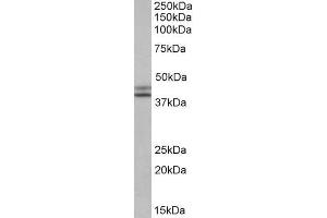 Western Blotting (WB) image for anti-Isocitrate Dehydrogenase 1 (NADP+), Soluble (IDH1) (AA 65-77) antibody (ABIN571277)