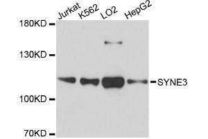 Western blot analysis of extracts of various cell lines, using SYNE3 antibody. (Nesprin3 抗体)