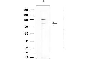 anti-Zinc Finger Protein 541 (ZNF541) (Internal Region) antibody