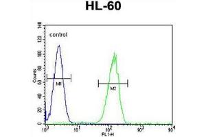 GPR142 Antibody (N-term) flow cytometric analysis of HL-60 cells (right histogram) compared to a negative control cell (left histogram). (GPR142 抗体  (N-Term))