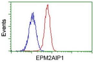 Image no. 4 for anti-EPM2A (Laforin) Interacting Protein 1 (EPM2AIP1) antibody (ABIN1498044) (EPM2AIP1 抗体)