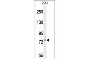 ZN Antibody (N-term) (ABIN654561 and ABIN2844268) western blot analysis in 293 cell line lysates (35 μg/lane). (ZNF611 抗体  (N-Term))