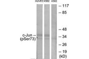 Western blot analysis of extracts from HuvEc cells treated with TNF 20ng/ml 5' and K562 cells treated with TNF 20ng/ml 5', using c-Jun (Phospho-Ser73) Antibody. (C-JUN 抗体  (AA 40-89))