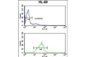 EN2 Antibody (C-term-2) (ABIN391666 and ABIN2841575) flow cytometry analysis of HL-60 cells (bottom histogram) compared to a negative control cell (top histogram). (EN2 抗体  (C-Term))