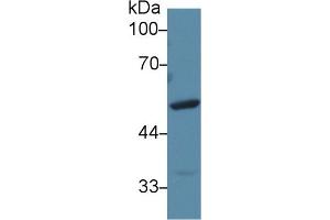 Detection of FGg in Mouse Liver lysate using Polyclonal Antibody to Fibrinogen Gamma (FGg)
