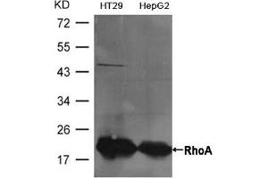 Western blot analysis of extracts from HT29 and HepG2 cells using RhoA Antibody. (RHOA 抗体  (AA 180-184))