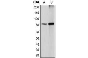 Western blot analysis of DGK alpha expression in MDCK (A), COS7 (B) whole cell lysates. (DGKA 抗体  (Center))