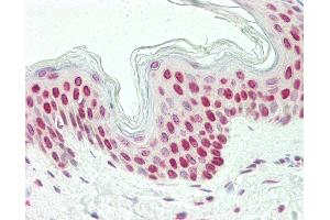 Anti-LHX6 antibody IHC staining of human skin. (LHX6 抗体  (AA 334-363))