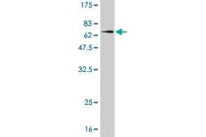 Western Blot detection against Immunogen (61.