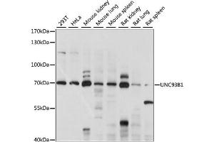 Western blot analysis of extracts of various cell lines, using UNC93B1 antibody (ABIN6292324) at 1:1000 dilution. (UNC93B1 抗体)