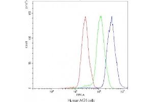 Flow cytometry testing of human A431 cells with NFATC4 antibody at 1ug/10^6 cells (blocked with goat sera)