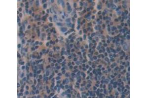 IHC-P analysis of Mouse Tissue, with DAB staining. (Caspase 8 抗体  (AA 219-376))