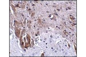 Immunohistochemistry of LRFN1 in mouse brain tissue with this product at 2. (LRFN1 抗体  (C-Term))