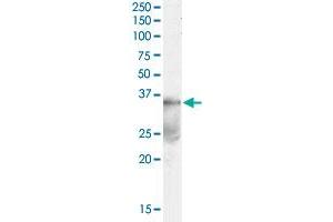 DAZL polyclonal antibody  (0.