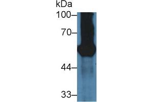 Western Blot; Sample: Mouse Pancreas lysate; Primary Ab: 3µg/ml Rabbit Anti-Mouse GP2 Antibody Second Ab: 0. (GP2 抗体  (AA 301-506))