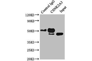 Immunoprecipitating CSNK2A3 in Hela whole cell lysate Lane 1: Rabbit control IgG instead of ABIN7146881 in Hela whole cell lysate. (CSNK2A3 抗体  (AA 151-391))