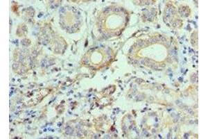 Immunohistochemistry of paraffin-embedded human salivary gland tissue using ABIN7145996 at dilution of 1:100 (CCL28 抗体  (AA 20-127))