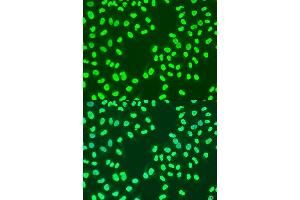 Immunofluorescence analysis of U2OS cells using CBX3 antibody. (CBX3 抗体  (AA 1-183))