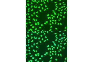 Immunofluorescence analysis of U2OS cells using CBX3 antibody. (CBX3 抗体  (AA 1-183))