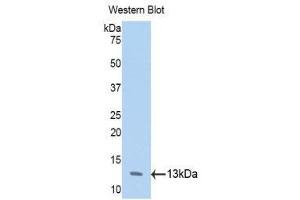 Western Blotting (WB) image for anti-Annexin A4 (ANXA4) (AA 165-260) antibody (ABIN1858027) (Annexin IV 抗体  (AA 165-260))