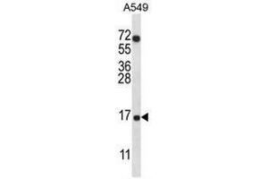 Western Blotting (WB) image for anti-Cytochrome C Oxidase Subunit VIIa Polypeptide 2 Like (COX7A2L) (AA 36-65), (Middle Region) antibody (ABIN951673)