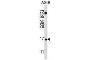 COX7A2L Antibody (Center) western blot analysis in A549 cell line lysates (35µg/lane). (COX7A2L 抗体  (Middle Region))