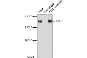 Immunoprecipitation (IP) image for anti-Angiotensin I Converting Enzyme (Peptidyl-Dipeptidase A) 1 (ACE) antibody (ABIN7265594)
