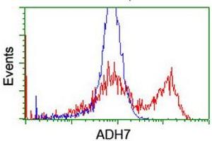 HEK293T cells transfected with either RC224304 overexpress plasmid (Red) or empty vector control plasmid (Blue) were immunostained by anti-ADH7 antibody (ABIN2455842), and then analyzed by flow cytometry. (ADH7 抗体)
