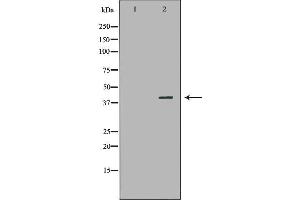 Western blot analysis of HepG2 cell lysate, using NR1I3 Antibody. (NR1I3 抗体  (Internal Region))