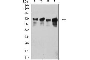 Western Blotting (WB) image for anti-Tripartite Motif Containing 29 (TRIM29) (AA 451-588) antibody (ABIN7193219)