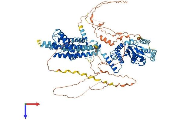 HCN2 Protein (AA 1-863) (His tag)
