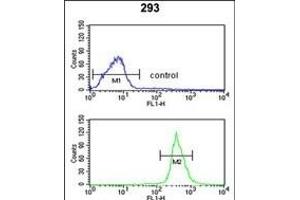 ATP11C Antibody (Center) (ABIN651638 and ABIN2840341) flow cytometric analysis of 293 cells (bottom histogram) compared to a negative control cell (top histogram). (ATP11C 抗体  (AA 589-616))