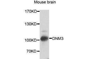 Western blot analysis of extracts of mouse brain, using DNM3 antibody (ABIN2562261) at 1:2000 dilution. (Dynamin 3 抗体)