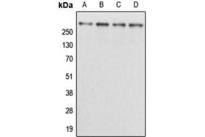 Western blot analysis of Kalirin expression in HEK293T (A), NIH3T3 (B), H9C2 (C), mouse brain (D) whole cell lysates. (KALRN 抗体  (Center))