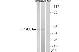 Western blot analysis of extracts from K562 cells and LOVO cells, using GPRC5A antibody. (GPRC5A 抗体  (Internal Region))